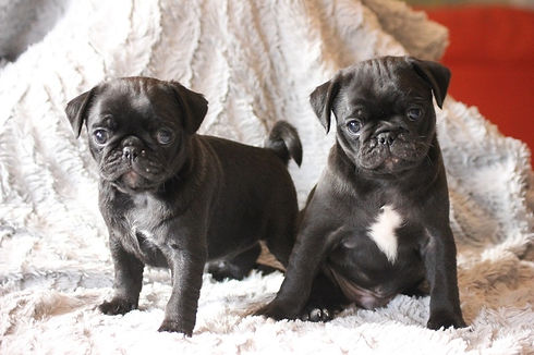 BARF, Hundefutter, Hundetraining, Fellpflege, Mopswelpen, Schweiz, Österreich