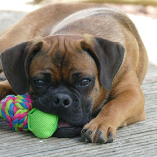 Chihuahua, Mops, Dackel, Bulldogge, Österreich, Züchter