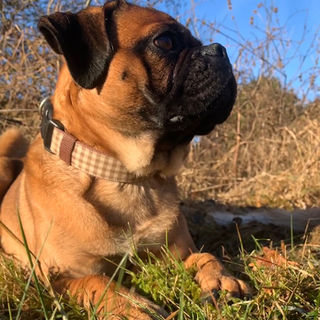 Retromops, Mops mit Nase, Qualzucht, gesund, Welpen, Österreich