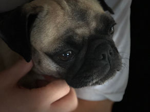 Wie wir zum Mops kamen