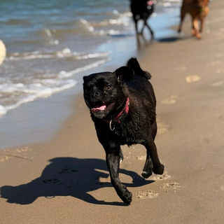 Mopswelpen, Mopszüchter, Qualzucht, altdeutscher Mops