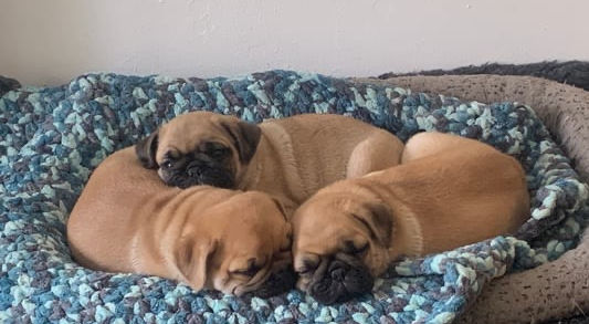 Welpen, Wurf, Mops, Retromops, altdeutscher Mops
