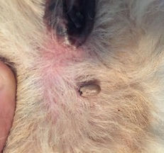 Zecken, entfernen, gefährlich