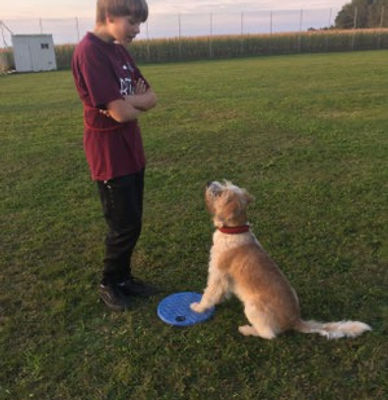 Schweiz, Österreich, Deutschland, Retromops, Zucht, altdeutscher Mops, VDH, ÖKV, Welpen