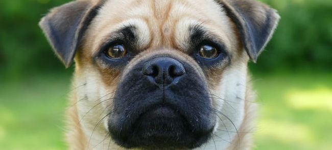 altdeutscher Mops, Modehund, Züchter, Deutschland