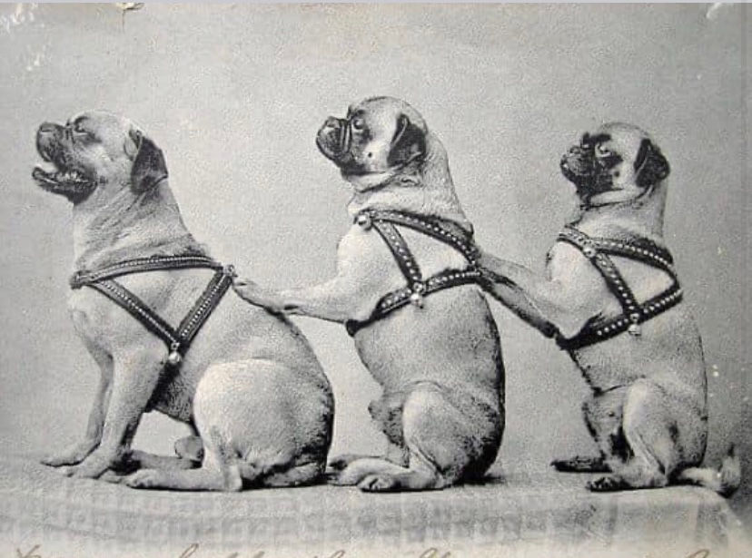 Rund um das Thema Qualzucht