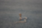 Mozambique Spitting Cobra
