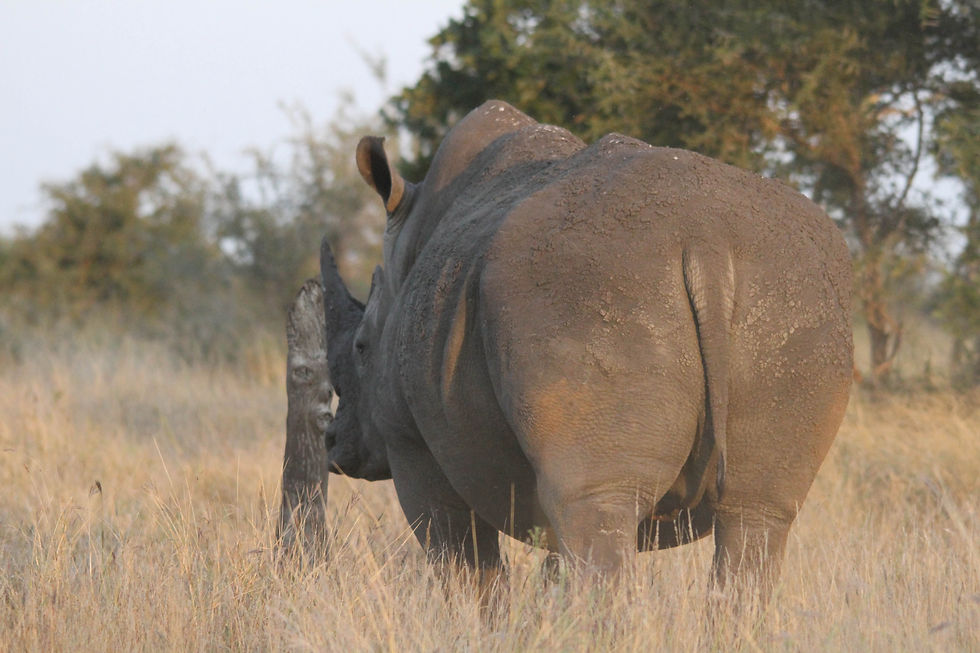 Rhino