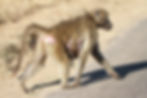 Baboon