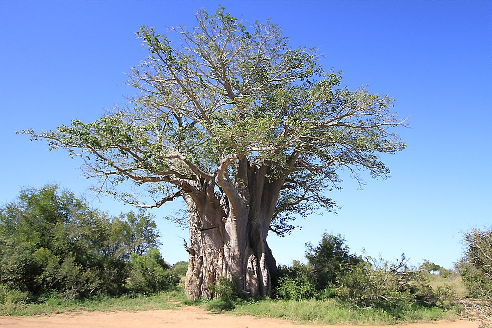 Baobab