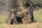 Wildebeest