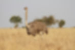 Ostrich