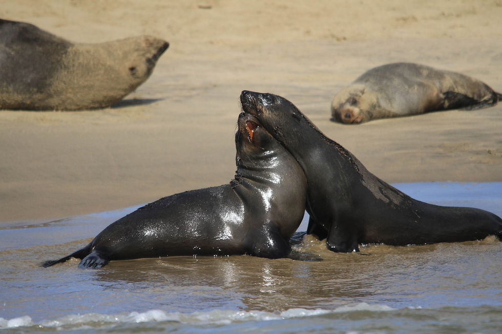 Cape fur seal / Otarie à fourrure