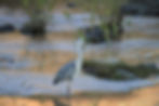 Grey Heron / Héron
