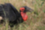 Southern Ground Hornbill