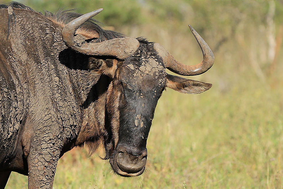 Wildebeest
