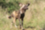 Wild dog