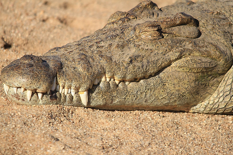 Crocodile