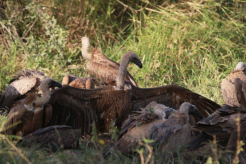 Cap Vulture / Vautour africain