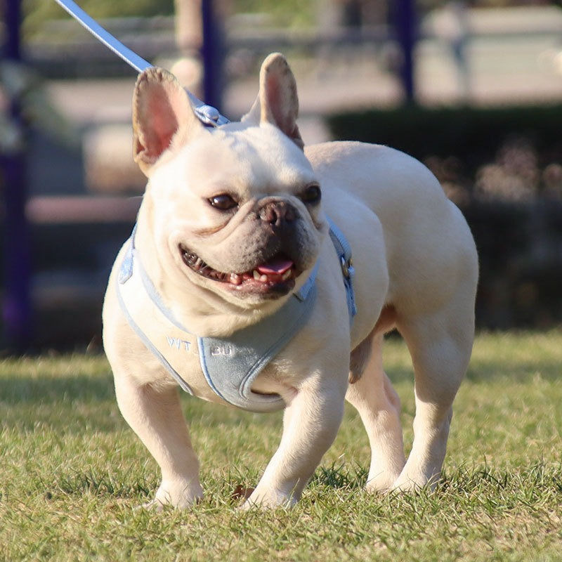 Thumbnail: Dog leash vest-style dog leash small dog chest harness Teddy