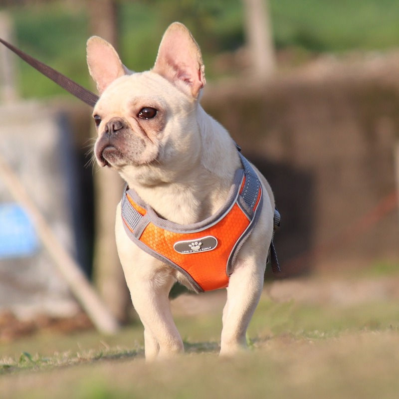 Thumbnail: Chest Vest Harness Pet Dog Cat Small Breed Harness  DHBL22011
