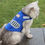 Thumbnail: Soft Suede cat Reflective Breathable Pet coat Dog clothes PCBL22008