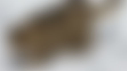 Gatto selvatico, meraviglia della natura: ecco come riconoscerlo e dove trovarlo