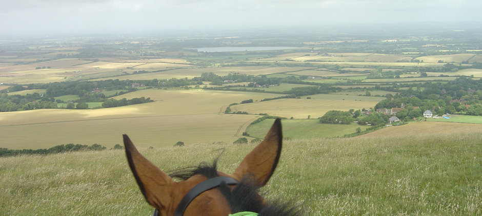 Ear_with_a_view.jpeg