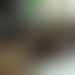 Why Choose Belfast Pest Control for the Best Mouse Extermination Services in the City