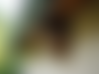 reliable wasp control service in Ireland