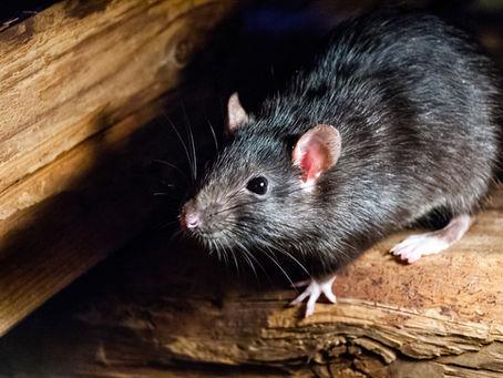 Getting rid of mice with District Pest Control UK