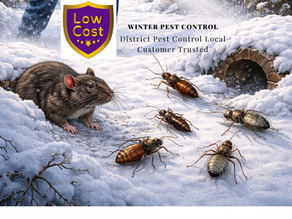 Rodent: Keep your house pest-free with our winter pest control 