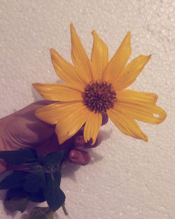 Apenas um Girasol