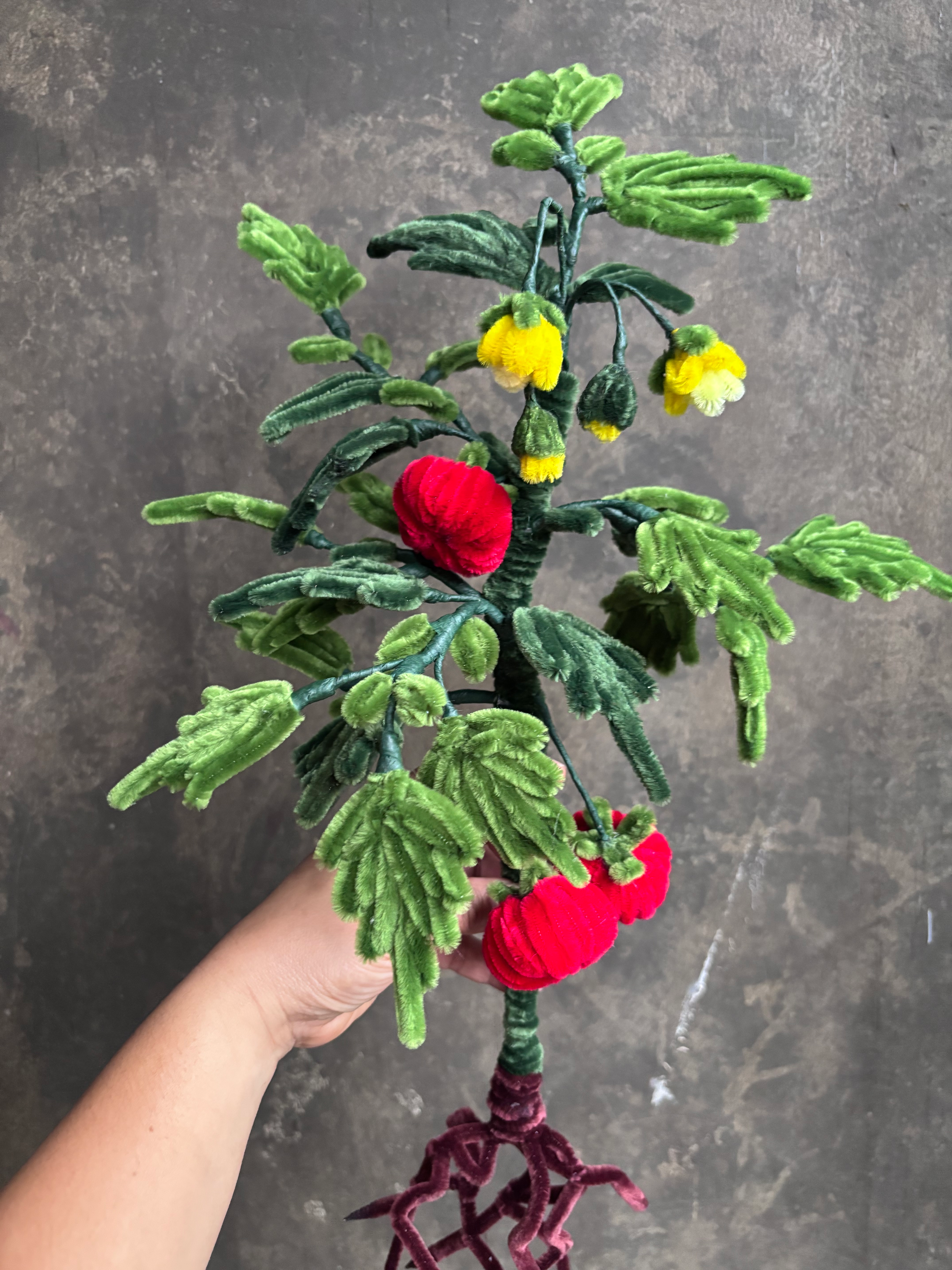 Tomato Plant Fussy Wire