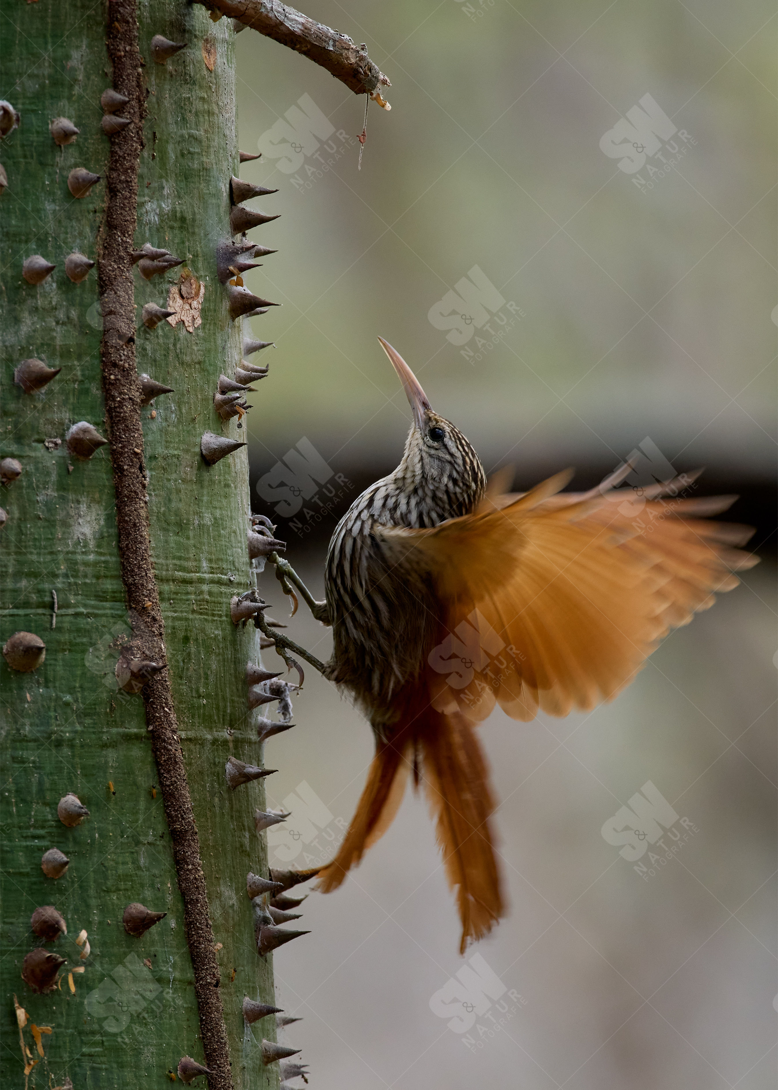 Lanzettstrichel-Baumsteiger
