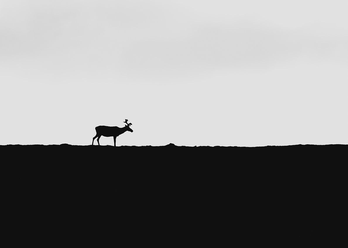 _8011922.jpg