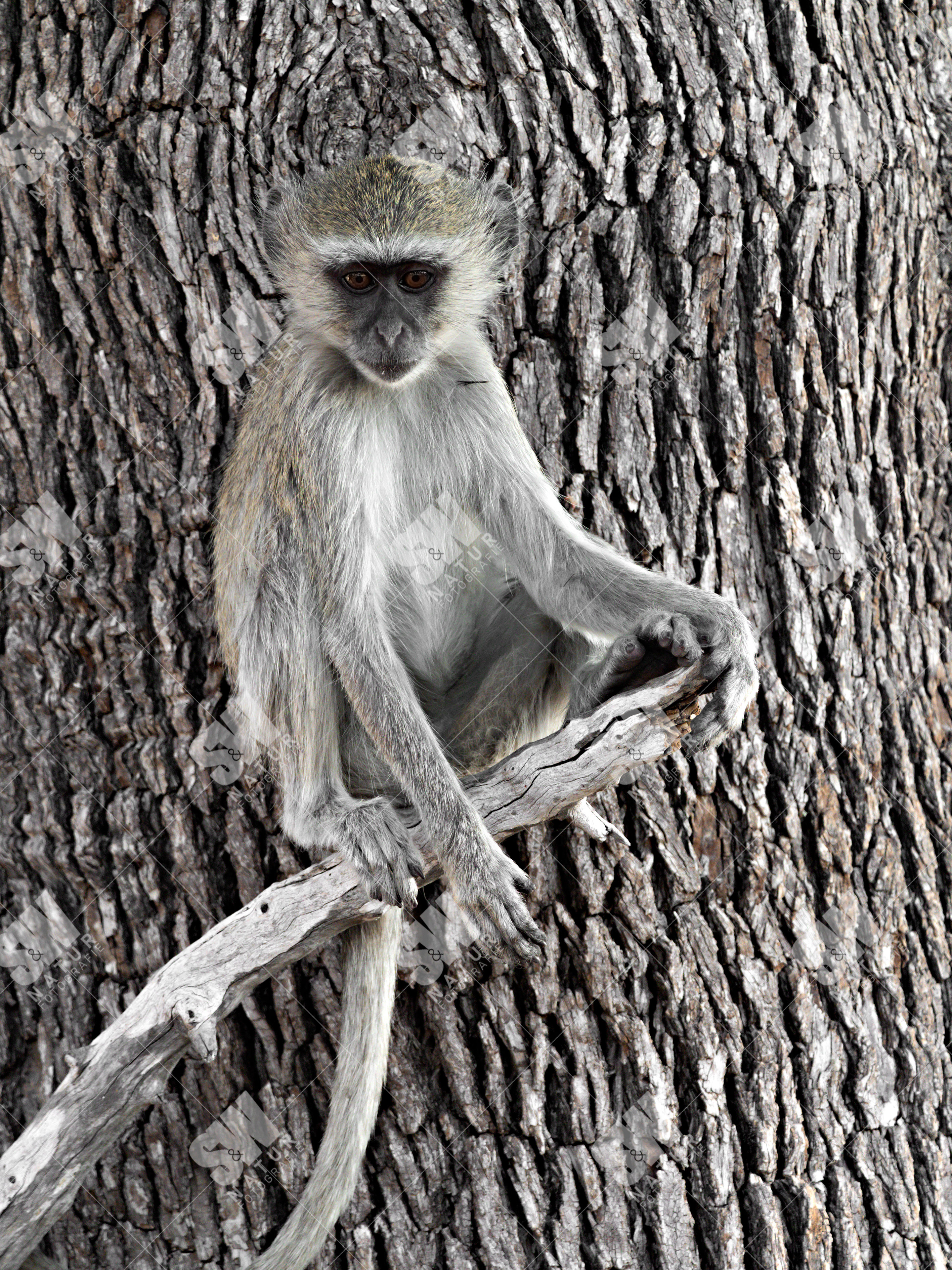 Südliche Grünmeerkatze