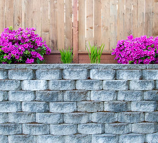 Azaleas on Retaining Wall with Fence.jpg