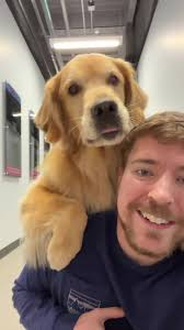 MrBeast’s dog: the untold story behind the viral sensation and how it changed everything