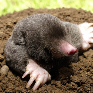 La taupe (mole) : un maître fouisseur méconnu de nos jardins