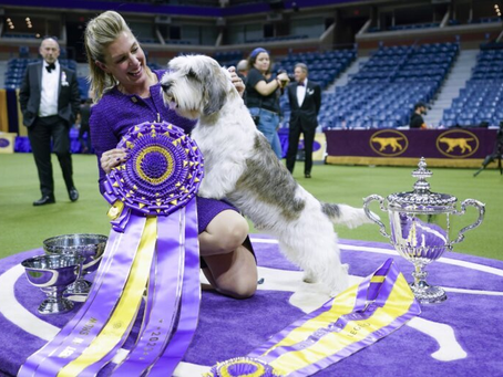 Westminster Dog Show: a must-see canine event