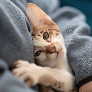 Pourquoi certains appellent leur chat trisomique : une vérité cachée derrière un terme controversé
