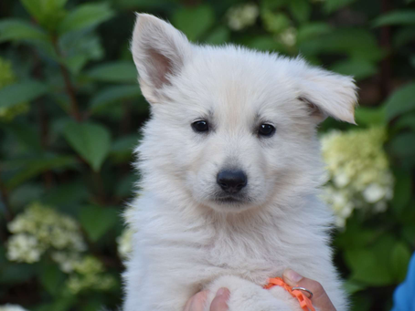 Berger blanc suisse à donner : nos conseils pour en adopter un gratuitement