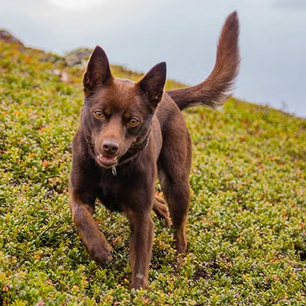 Kelpie Dog: the hidden truth you won't believe about this herding legend