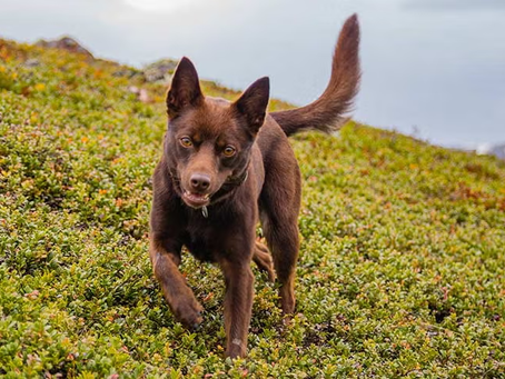 Kelpie Dog: the hidden truth you won't believe about this herding legend