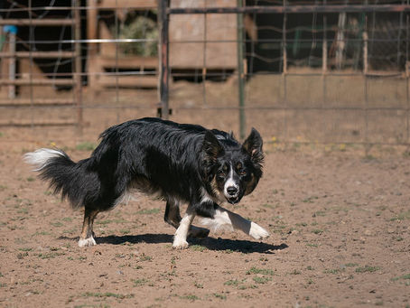 Summer Herding Adventures