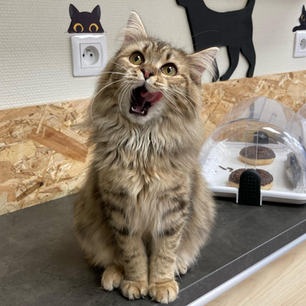 L'émergence des bars à chat : un refuge félin en pleine ville