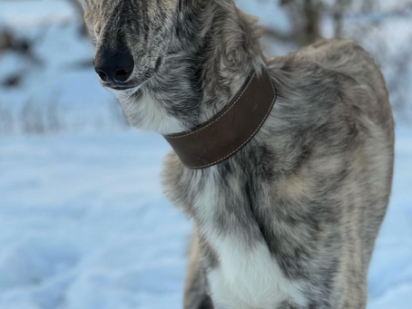 Le Barzoï, le chien élégant et majestueux