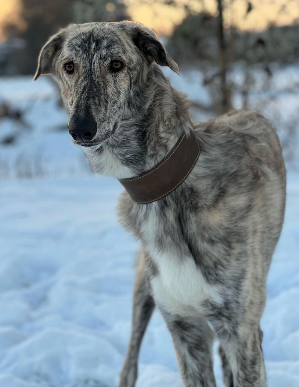 barzoi 