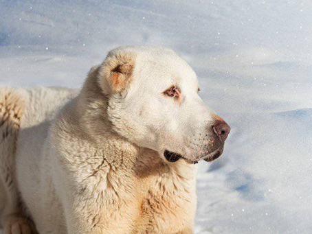 The forgotten guardians: how the Central Asian shepherd dog changed the course of history